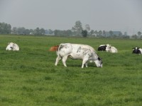/album/fotogallerij/nog-meer-dikbillen-jpg/